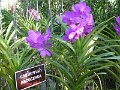 Chiang Mai P0022 Orchidees Sai Nam Phung